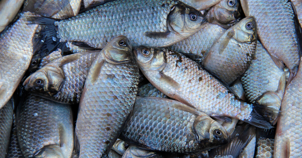 A Fishy Tale